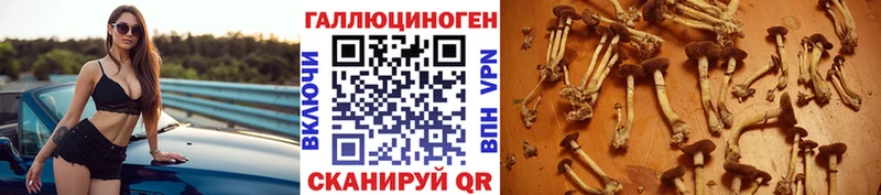 Купить закладки  Камызяк  Галлюциногенные грибы GOLDEN TEACHER 